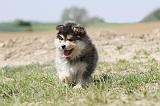 CHIEN FINNOIS DE LAPONIE 578